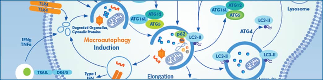 Autophagy interactive signaling pathway, Novus Biologicals, macroautophagy induction, autophagosome maturation, microautophagy, autolysosome, elongation