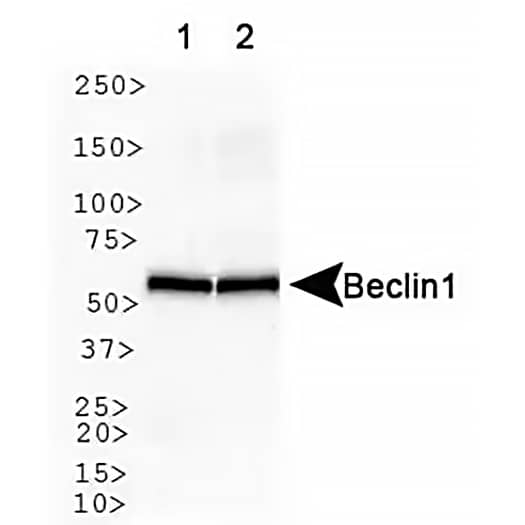 Western Blot analysis of Beclin-1 expression in human brain (lane 1) and mouse brain (lane 2).