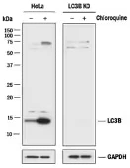 LC3B expression in HeLa cells and HeLa LC3B knockout cells untreated or Chloroquine treated, Western blot