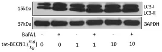 Autophagy induction in mice kidneys with Tat-Beclin 1 D11 and scrambled control, WB