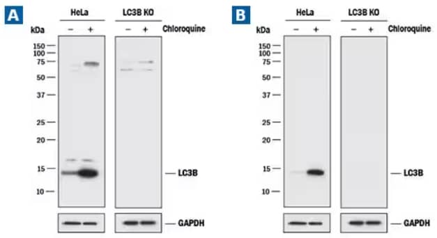 Expression of LC3B in HeLa cell lysates, knockout validated antibodies, WB, western blot