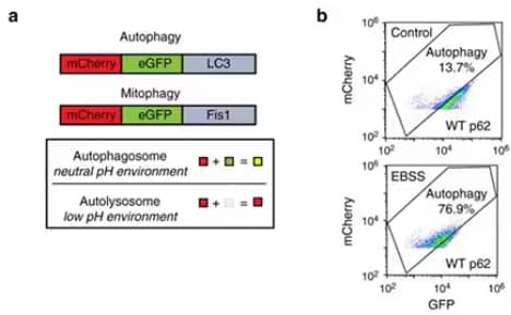 Autophagy flux via Tandem mCherry-GFP-LC3 and ratiometric flow cytometry