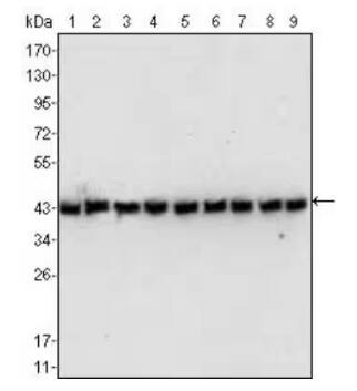 Western Blot of beta-Actin Loading Control