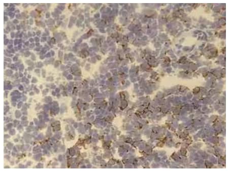 Immunohistochemical expression of CD8 alpha in mouse spleen using anti-CD8 alpha Antibody (53-6.7).