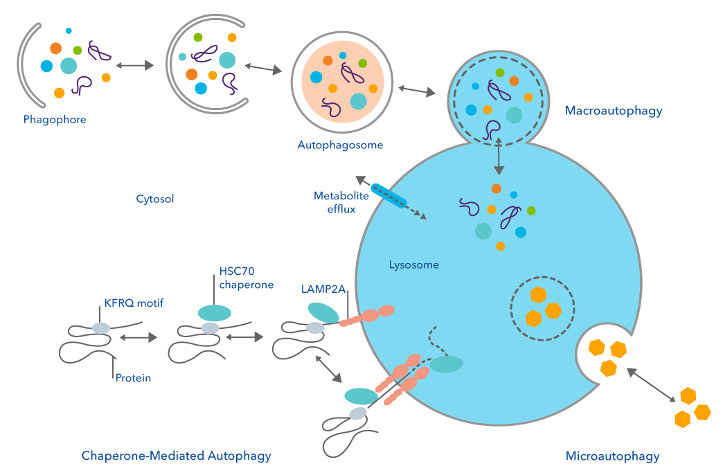 Chaperone Mediated Autophagy Illustration