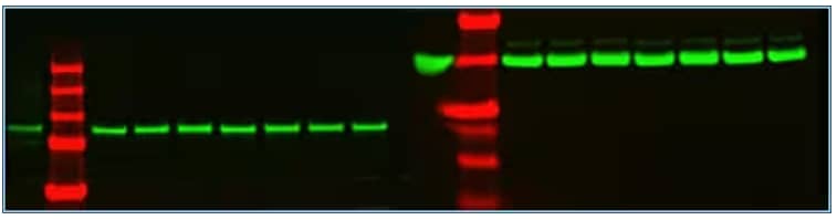 GAPDH expression in human nucleus pulposus cell lysate, WB