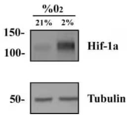 HIF-1 alpha antibody NB100-134