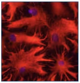 GFAP or glial fibrillar acidic protein is an intermediate filament protein and a marker for astrocyte identity. Expression of GFAP was detected in the cytoplasm of rat astrocytes in culture.