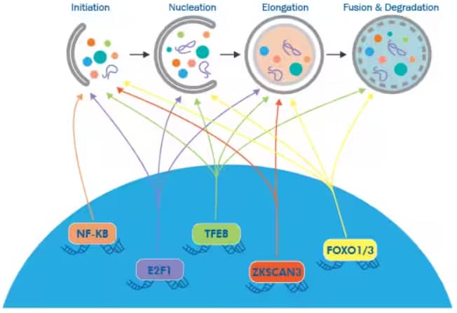 Epigenetic Control of Autophagy