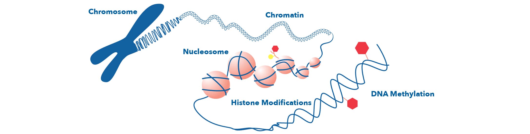 Banner schematic showing epigenetic modification targeting DNA.