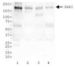 ZEB1 Antibody