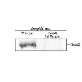 Detection of Drosophila Smad2 by Western Blot.