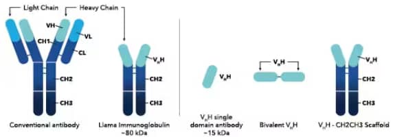 Graphical representation of structural comparison between a conventional antibody, llama antibody, VHH single domain antibody, Bi-valent VHH antibody, and VHH scaffold antibody.