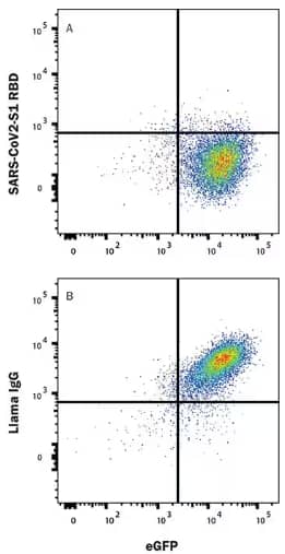 Functional Flow Cytometry analysis showing recombinant SARS-CoV-2 Spike RBD protein binding to ACE-2 and eGFP is blocked by treatment with Llama Anti-SARS-CoV-2 Spike RBD Antibody but not by Llama IgG control.