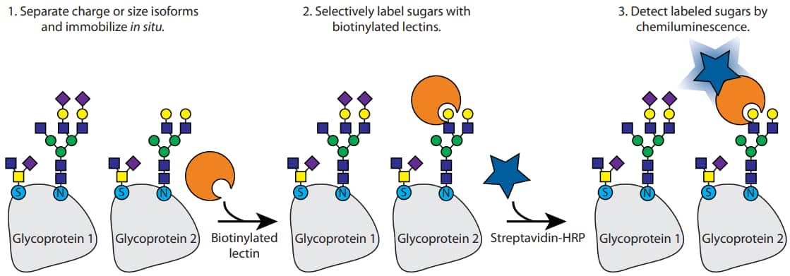 Schematic of glycoprotein detection on Peggy Sue using biotinylated lectins and streptavidin horseradish peroxidase (HRP)