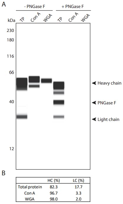 Lectin-glycan and total protein (TP) characterization of NIST mAb under reducing conditions