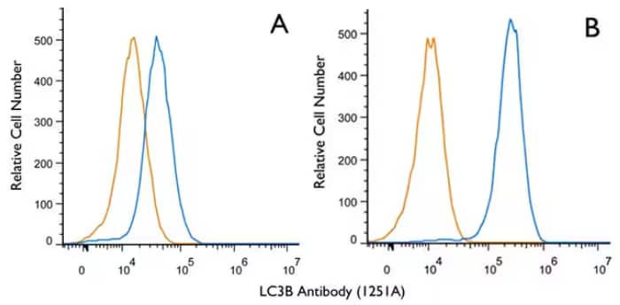 Flow cytometric analysis of LC3B in Jurkat cells untreated or treated with Chloroquine using rabbit IgG isotype control