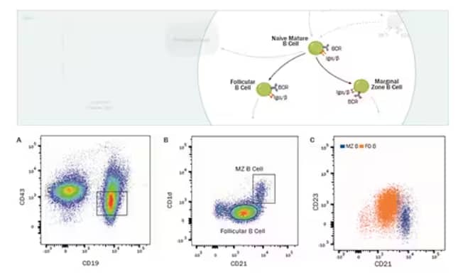 Expression of CD43, CD19, CD21 and CD23 in marginal zone and follicular B-2 cell, mouse spleen, Flow Cytometry