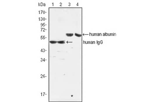 Western blot analysis using IgG mouse mAb (lane 1, 2) and Albumin mouse mAb (lane 3, 4) against human serum (lane 1, 3) and plasma (lane 2, 4).