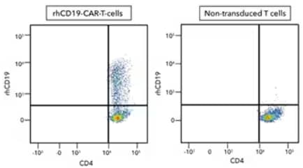 Flow cytometry analysis of human PBMC CD4+ and CD8+ T cells either not transduced (negative control) or transduced with human CD19 CAR and cells were stained with human CD4 PE-Cy7-conjugated antibody and recombinant human CD19 Atto647N-conjugated protein.