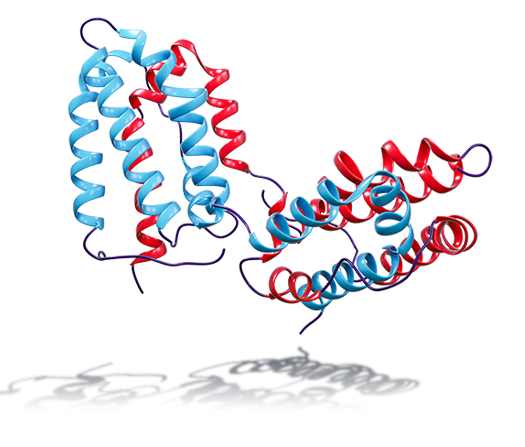 Protein ribbon structure