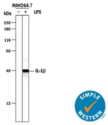 Simple Western analysis showing lysates from RAW 264.7 mouse monocyte/macrophage cell line untreated or treated with LPS and probed with Goat Anti-IL-1 beta/IL-1F2 Polyclonal Antibody, followed by HRP-conjugated IgG Secondary Antibody showing a specific b