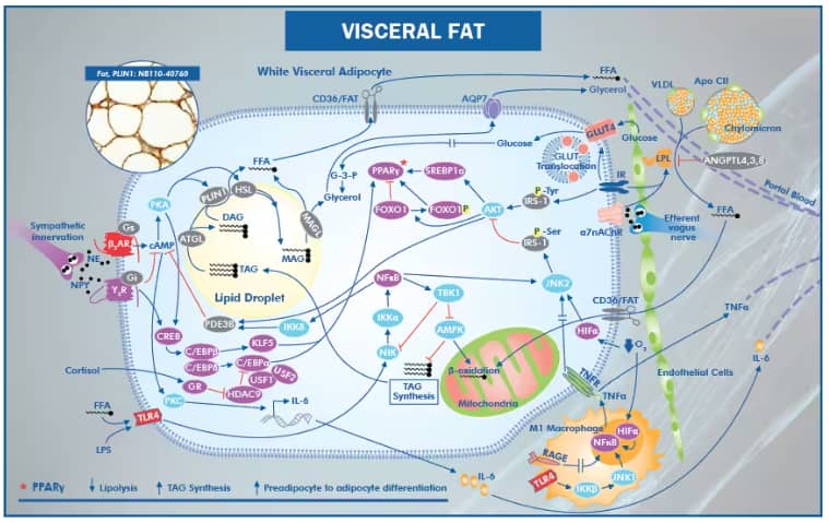 Learn about how insulin resistance in adipocytes activates hormone-sensitive lipase increasing free fatty acid release and uptake by the liver.