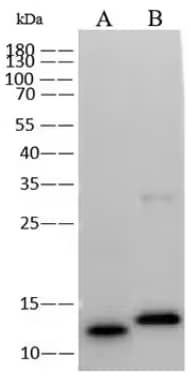 Western blot analysis for detection of monkeypox virus in lanes containing Monkeypox virus protein (lane A) and Vaccinia virus protein (lane B) by probing with Mouse Monkeypox Virus A29L Monoclonal Antibody.