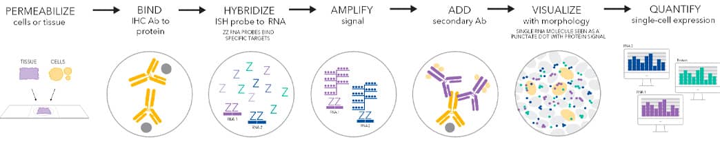 Schematic depicting the steps required to perform ACD’s Integrated Co-detection Workflow (ICW) for dual ISH-IHC.