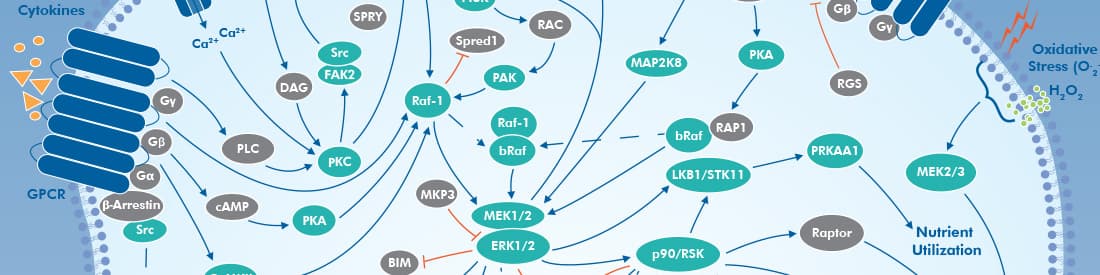 Autophagy signaling pathway