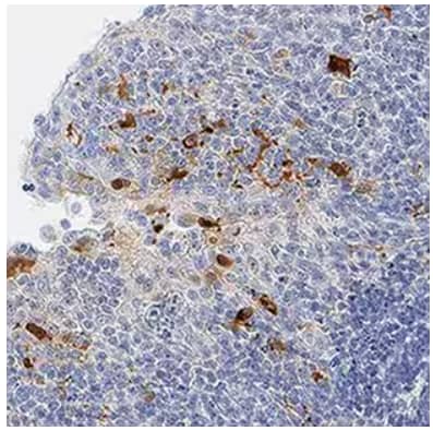 Immunohistochemical analysis of paraffin-embedded human tonsil tissue probed with anti-IL-1 beta/IL-1F2 polyclonal antibody, followed by HRP polymer antibody, stained with DAB, and counterstained with hematoxylin.