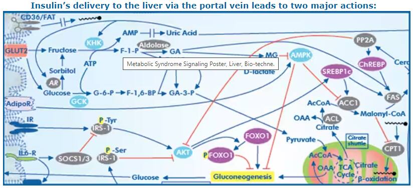 Release of insulin from the pancreas is partly controlled by GLP-1. Released insulin has two major effects in the liver which include the control of gluconeogenesis gene transcription and the control of genes involved in de novo lipogenesis.