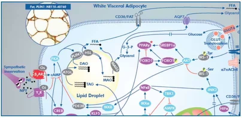 White visceral adipose tissue responds to sympathetic input which leads to the activation of adrenergic and Y2 receptors and regulation of lipolysis.