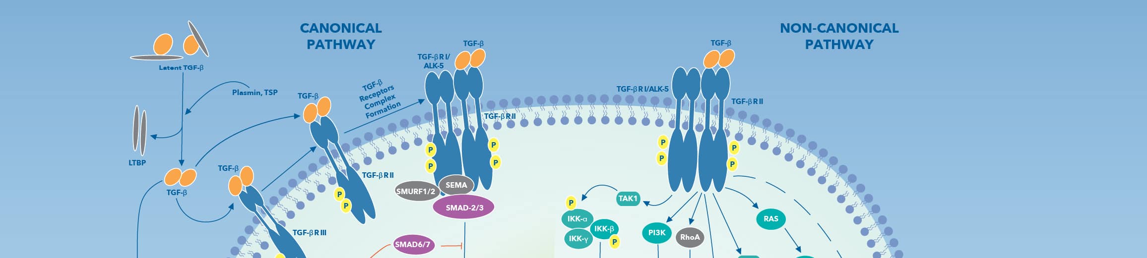 TGF-beta signaling pathway