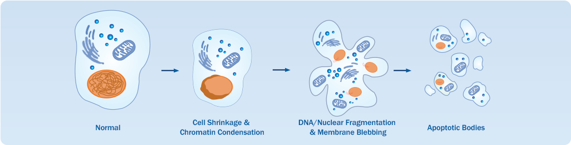 Apoptosis Targets