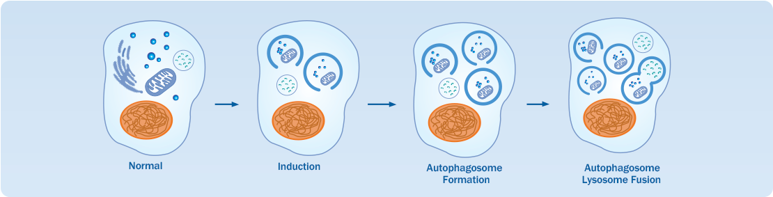 autophagy targets