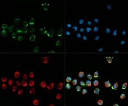 Immunocytochemical microscopic image showing CD34 expression in green in in WEHI-3 cells and counterstaining for nuclei in blue alpha-tubulin in red.