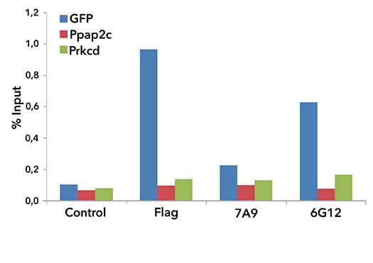 Chromatin immunoprecipitation (ChIP) with CRISPR-Cas9 antibody.