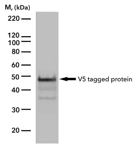 V5 tagged protein expression in Western Blot.