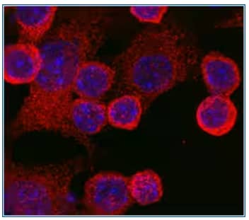 TLR4 expression in RAW264.7 mouse monocyte/macrophage cells, ICC