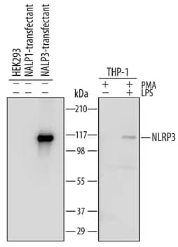 Western blots with lysates from HEK293 cell line either mock transfected, transfected with human NALP1 or transfected with NLRP3/NALP3 and blot with THP 1 cell line treated or untreated with PMA and LPS and probed for NLRP3, WB.