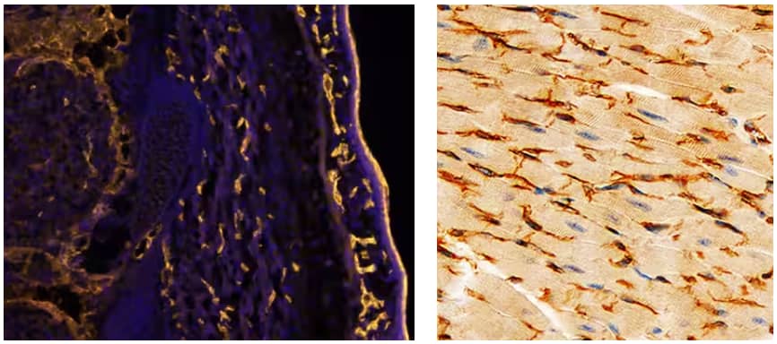 Fluorescent immunohistochemical staining of immersion fixed frozen sections of mouse embryo with goat polyclonal CD31/PECAM-1 antibody followed by anti-goat secondary antibody (yellow) and counterstained with DAPI (blue).