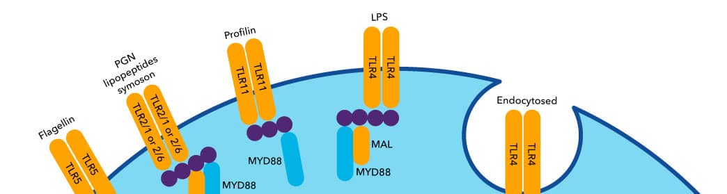 Pattern Recognition Receptors Hero