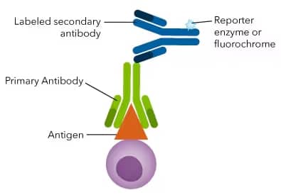 Illustration of primary and secondary antibodies 