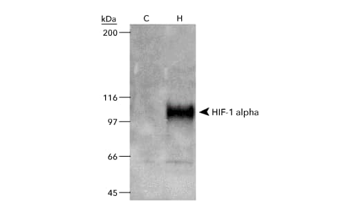 HIF-1 alpha antibody recommended positive (COS-7 Nuclear Hypoxic cell lysate) and negative (HIF-1 alpha knockout HeLa lysates) controls, Western Blot