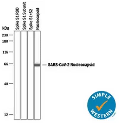 Simple Western lane view showing three negative samples (recombinant SARS-CoV-2 Spike S1 RBD protein, recombinant SARS-CoV-2 Spike S1 subunit protein, recombinant SARS-CoV-2 Spike S1/S2 subunit protein), and a positive recombinant SARS-CoV-2 Nucleocapsid 