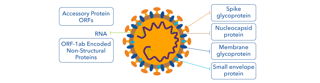 Schematic of SARS-CoV-2 virus particle showing structural and non-structural proteins