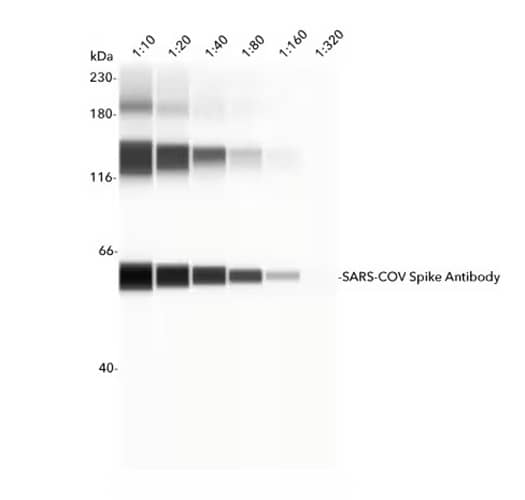 SARS COV Spike Antibody simple western analysis