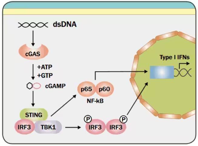 STING pathway