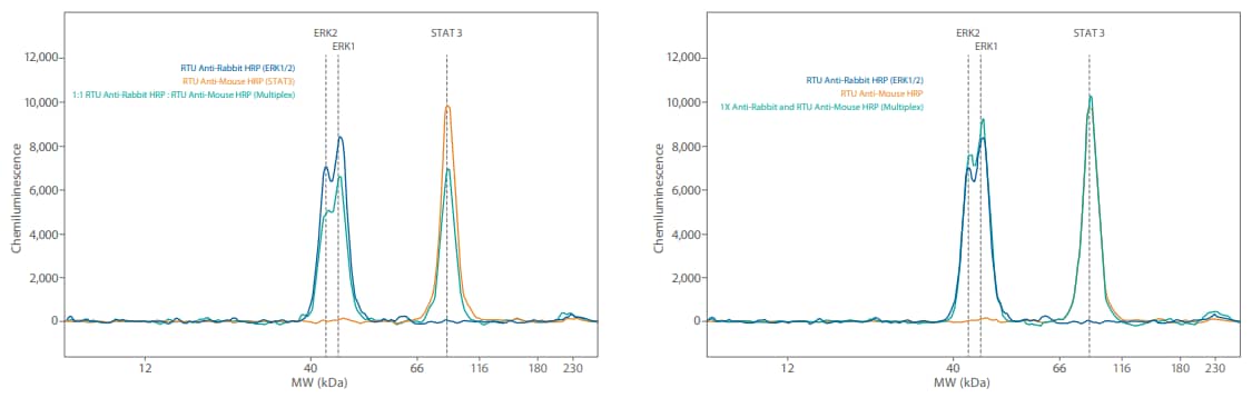 Multiplexing proteins using primary antibodies from different host species